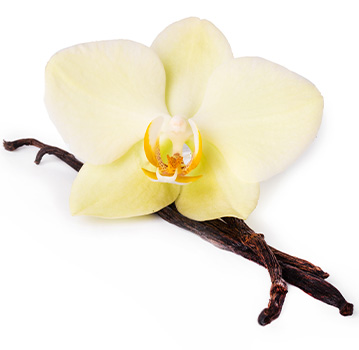Vanilla stick and flower on a white background
